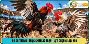 Đá Gà Thomo | Trực Chiến 30 Trận - Lựa Chọn 6 Loại Kèo