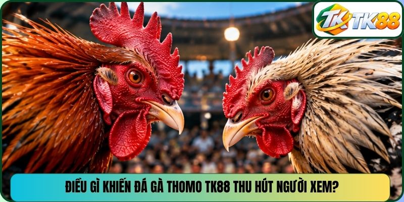 Điều gì khiến đá gà Thomo TK88 thu hút người xem?