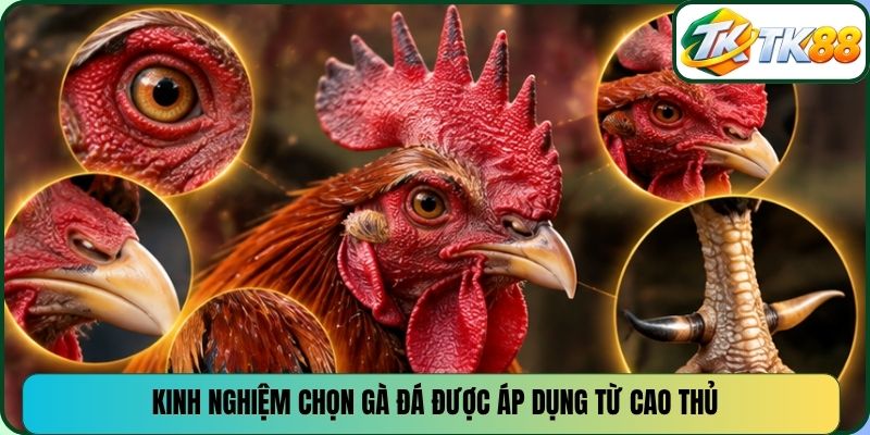 Kinh nghiệm chọn gà đá được áp dụng từ cao thủ