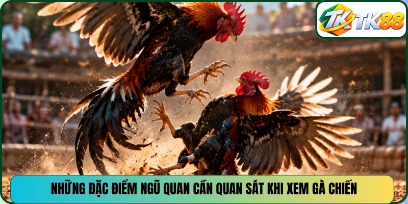 Những đặc điểm ngũ quan cần quan sát khi xem gà chiến