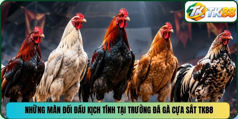 Những màn đối đầu kịch tính tại trường đá gà cựa sắt TK88